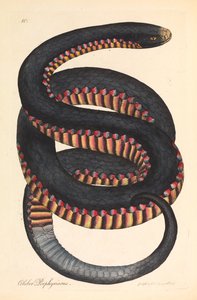 クリムゾンサイドヘビ、Coulber porphyriacus 作： James Sowerby